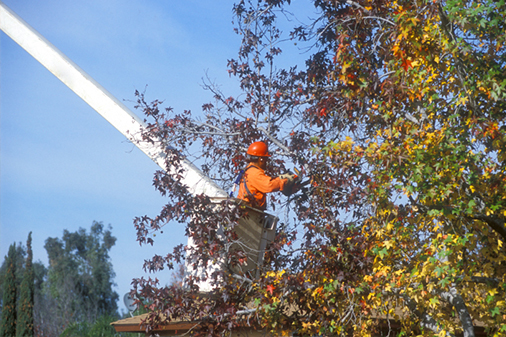 Professional tree care worker using a pole saw for hedge and tree trimming in Morgan Hill
