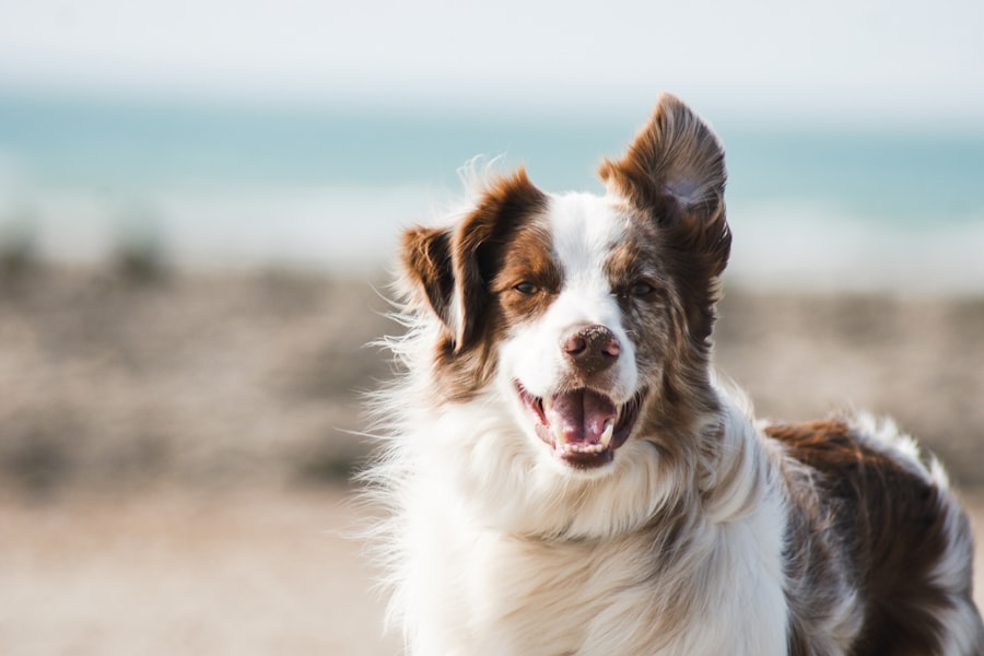 Pet Insurance in San Antonio, TX