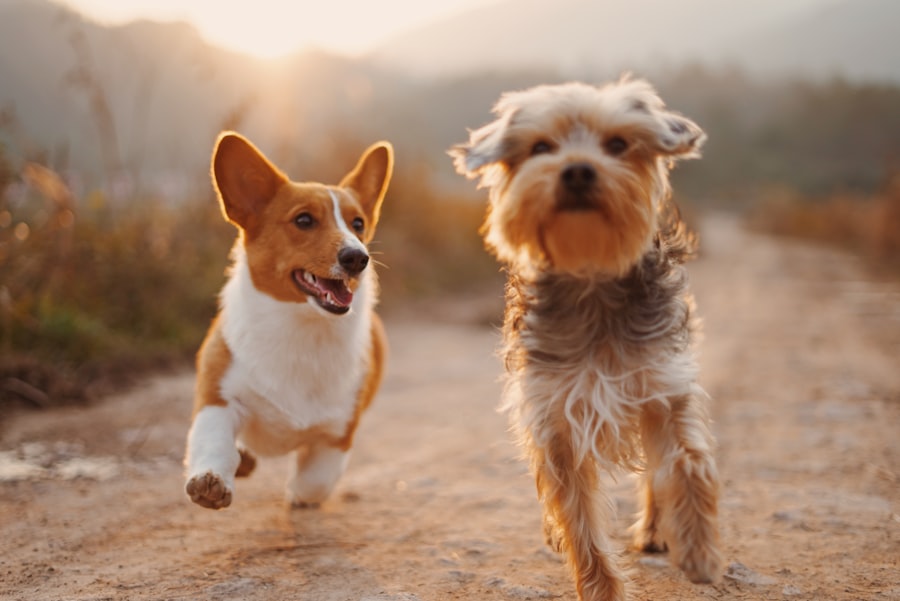 Pet Insurance in San Antonio, TX