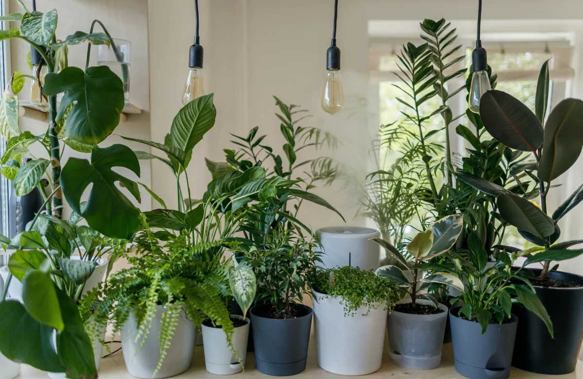 Synthetic QA page: stock plant photo by vadim kaipov on Unsplash