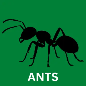 Ant control in San Antonio