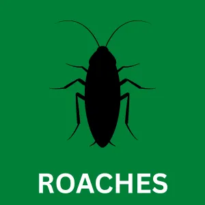 Roach control in San Antonio