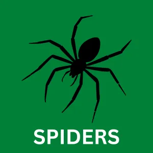 Spider control in San Antonio