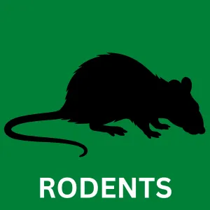 Rodent control in San Antonio