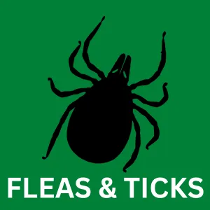 Flea and Tick control in San Antonio