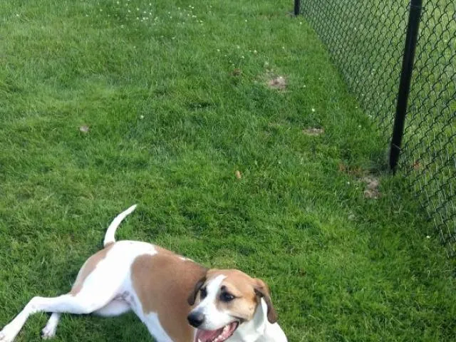 chain link fence