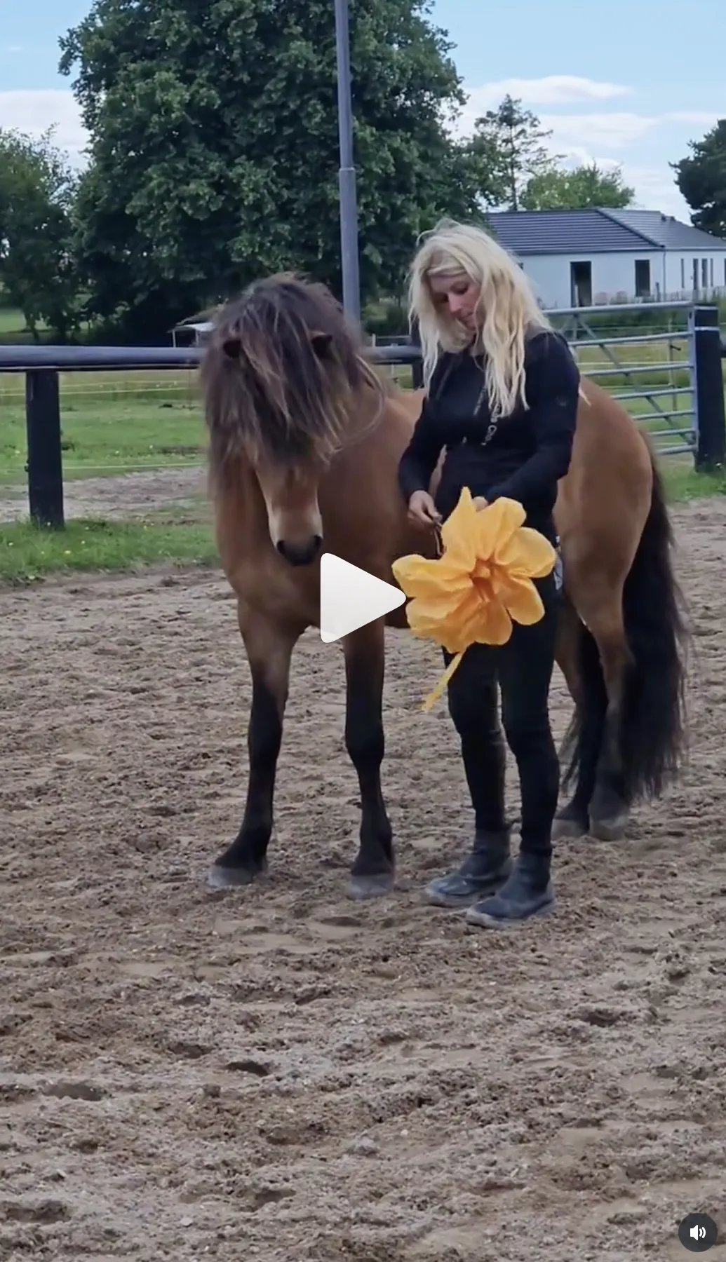 Safety training, WHC, When Horses Chose
