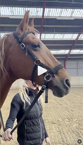 WHC, When Horses Choose, China, Clinic, Cordeo