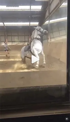 WHC, When Horses Choose, China, Cordeo