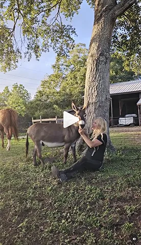WHC, When Horses Choose