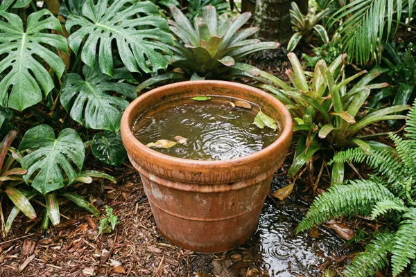 Mosquitoes After Rain in Miami: 7 Yard Checks to Stop Bites Fast