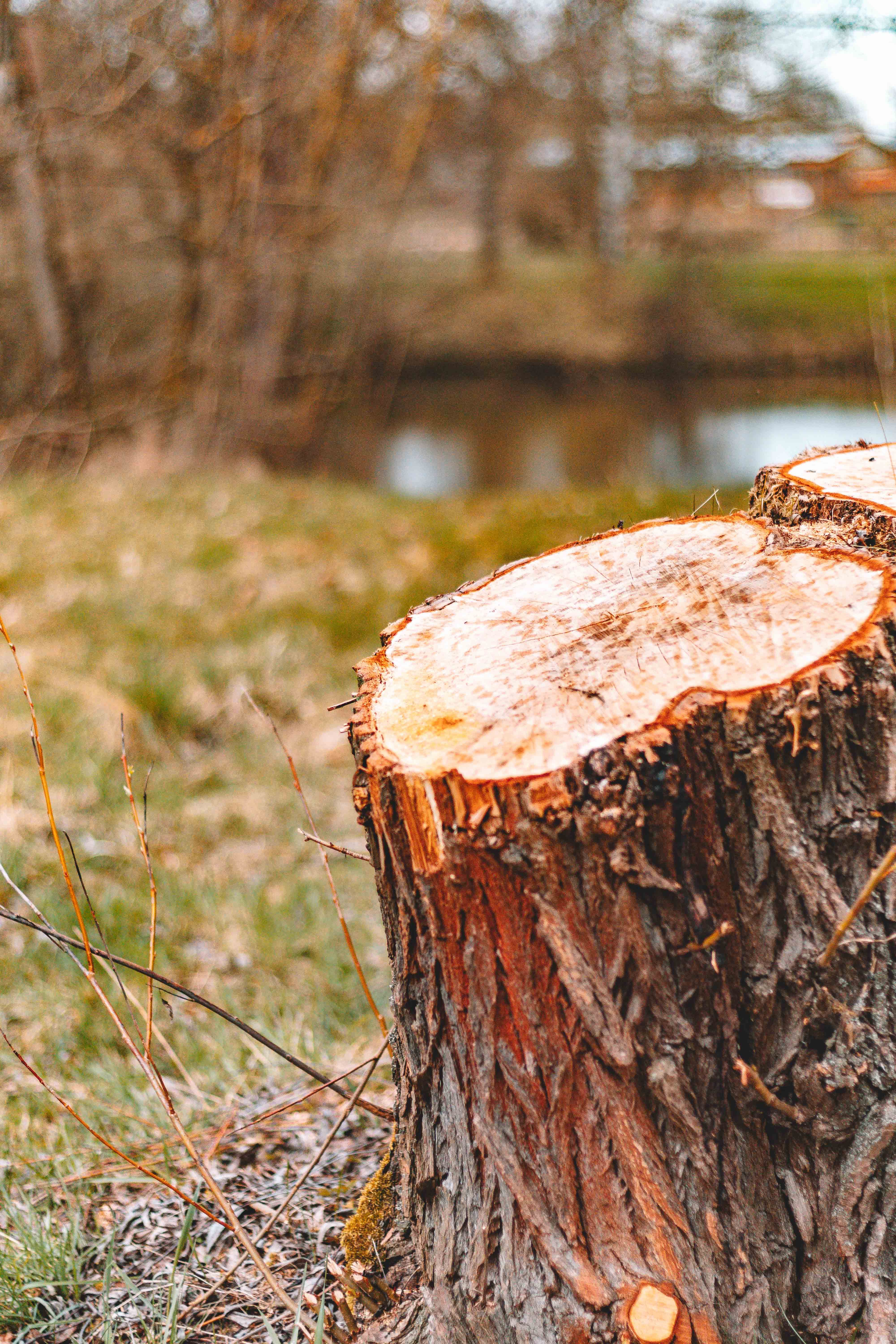 stump grinding services in anoka county mn