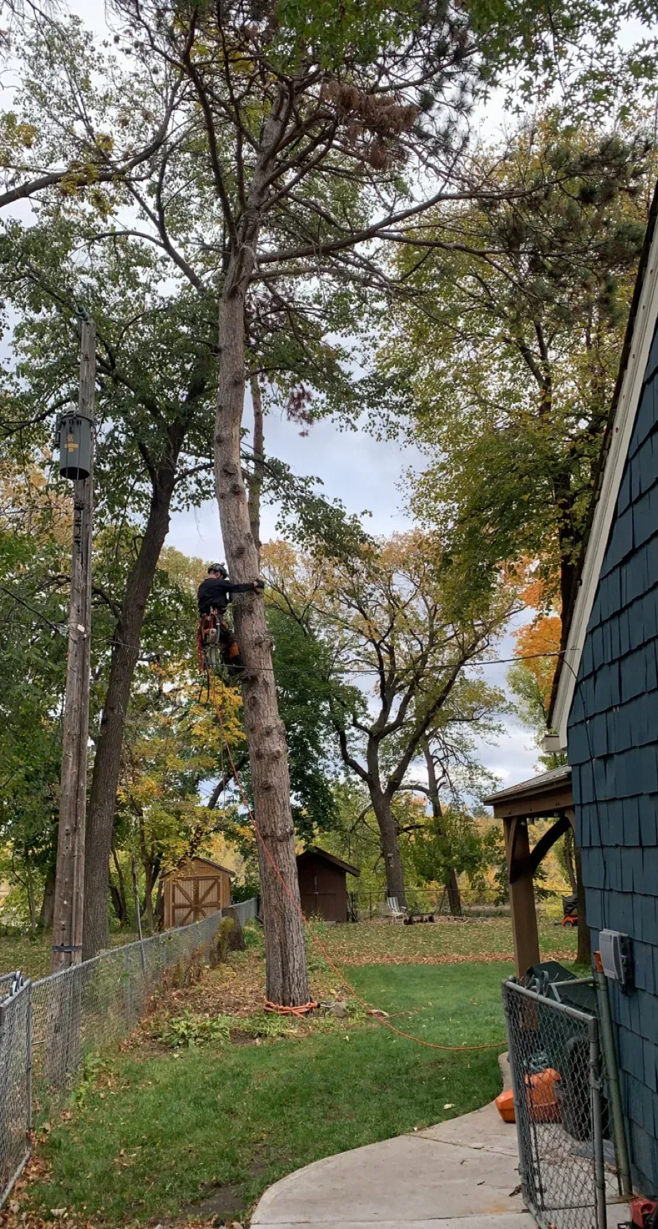 tree trimming and pruning services in anoka county mn