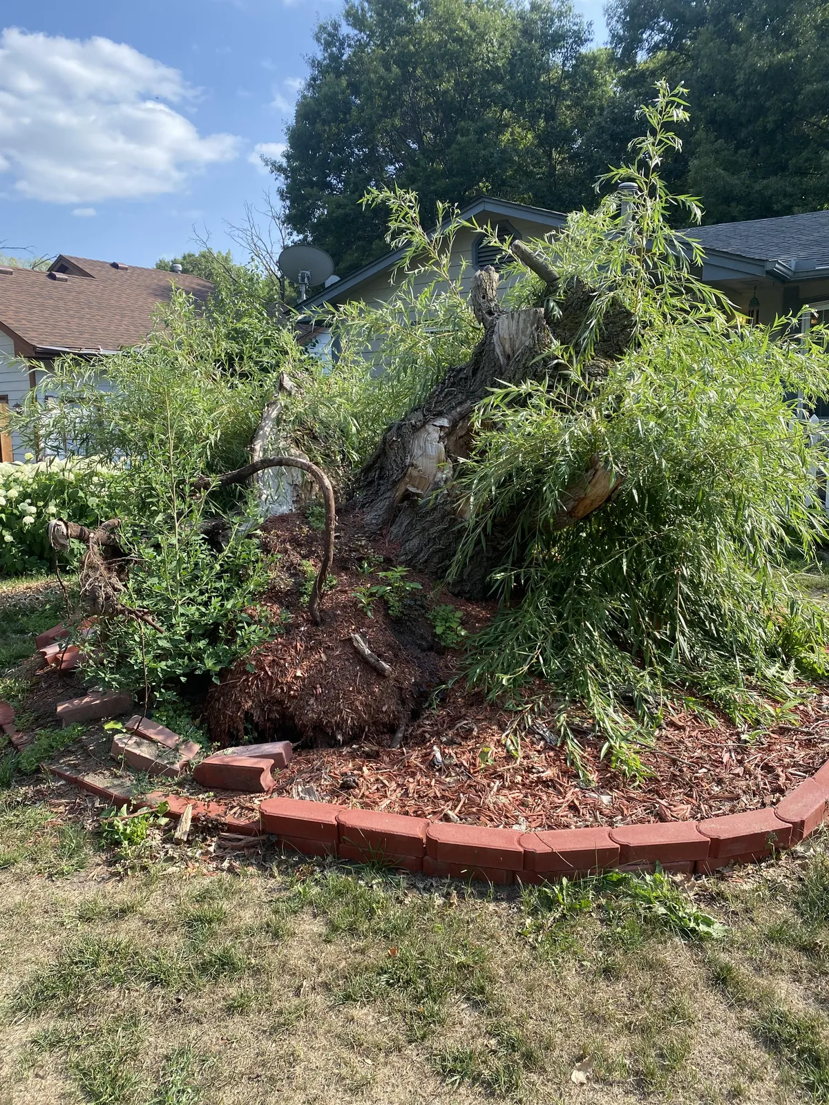 tree removal services in Dayton MN