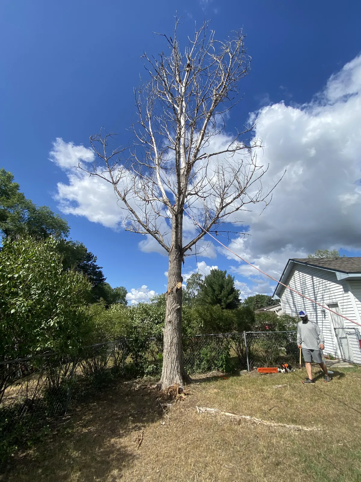 tree removal services in Anoka MN