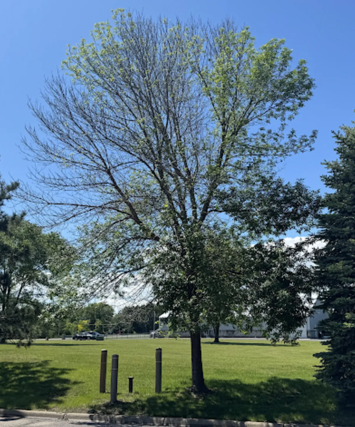 emerald ash borer in MN Top Tier Tree MN