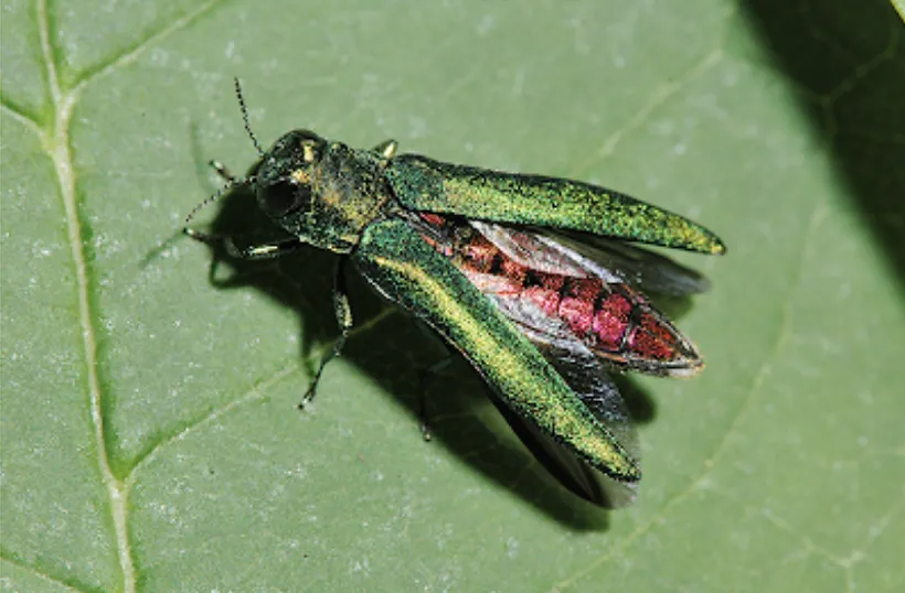 emerald ash borer insects, an invasive species effecting ash trees in minnesota