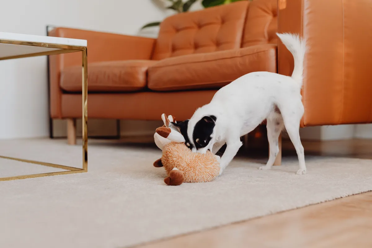 Dog playing with a toy on a living-room floor