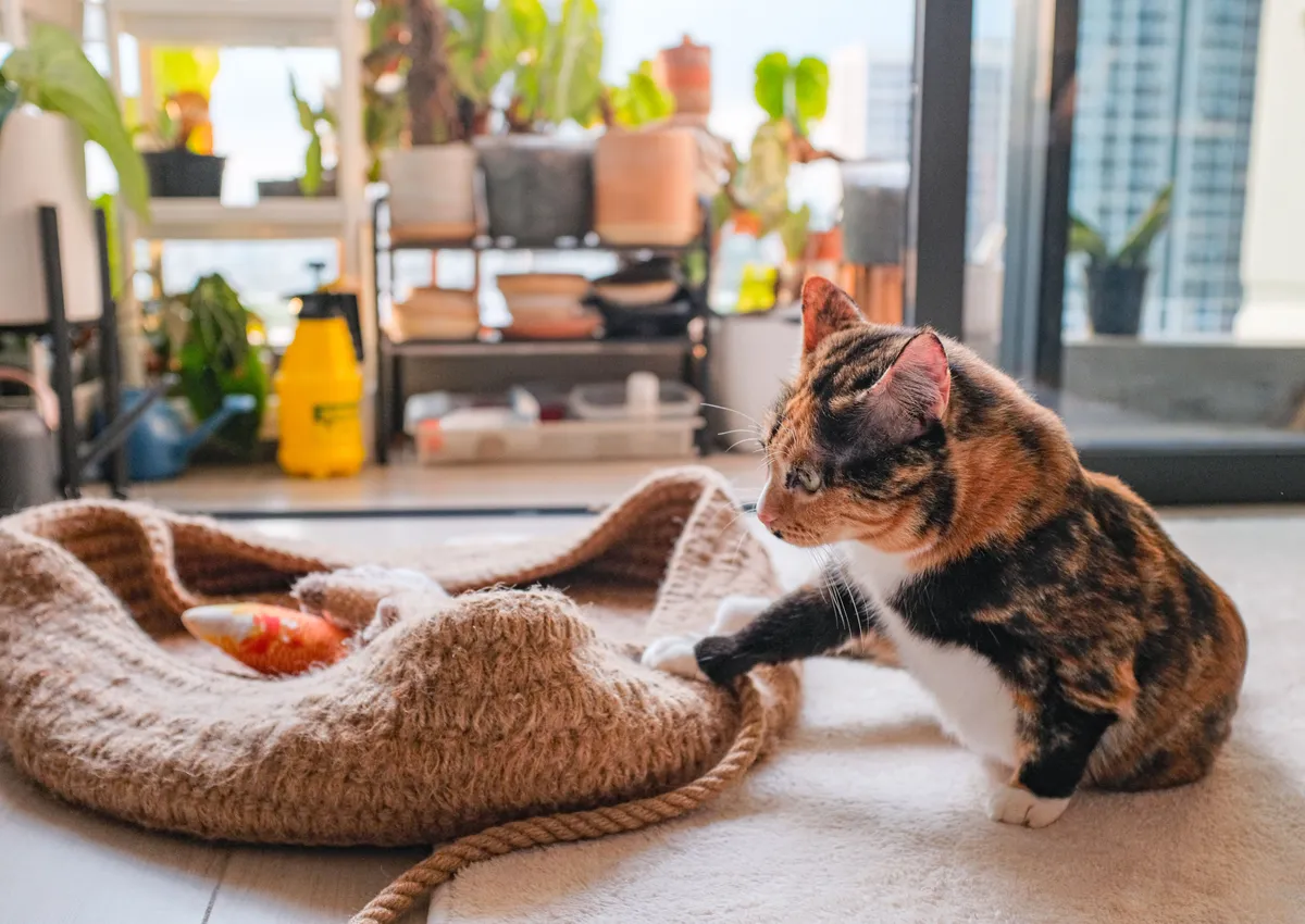 A calico cat playing with a toy indoors