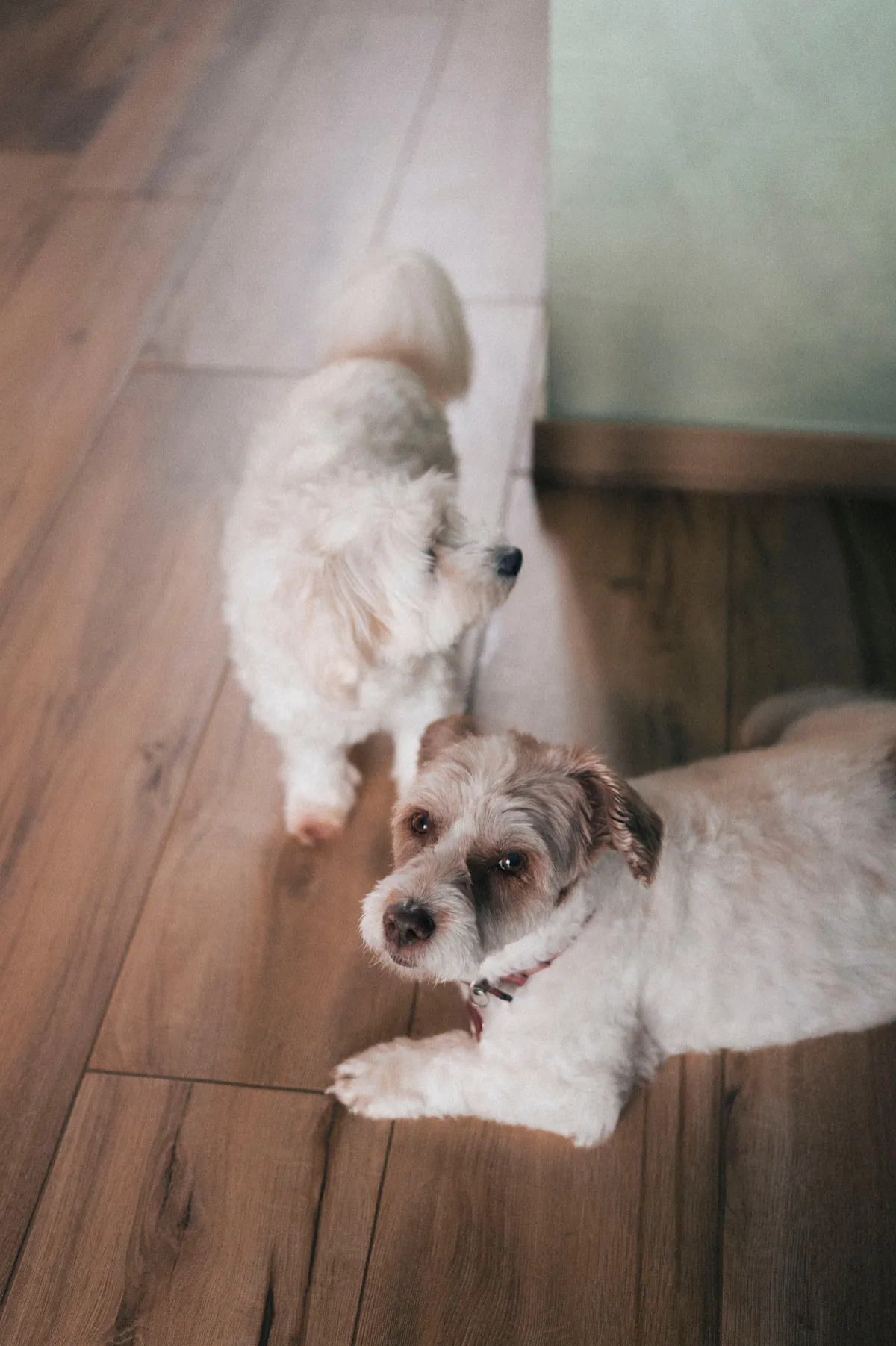 Two small dogs together indoors on a wooden floor
