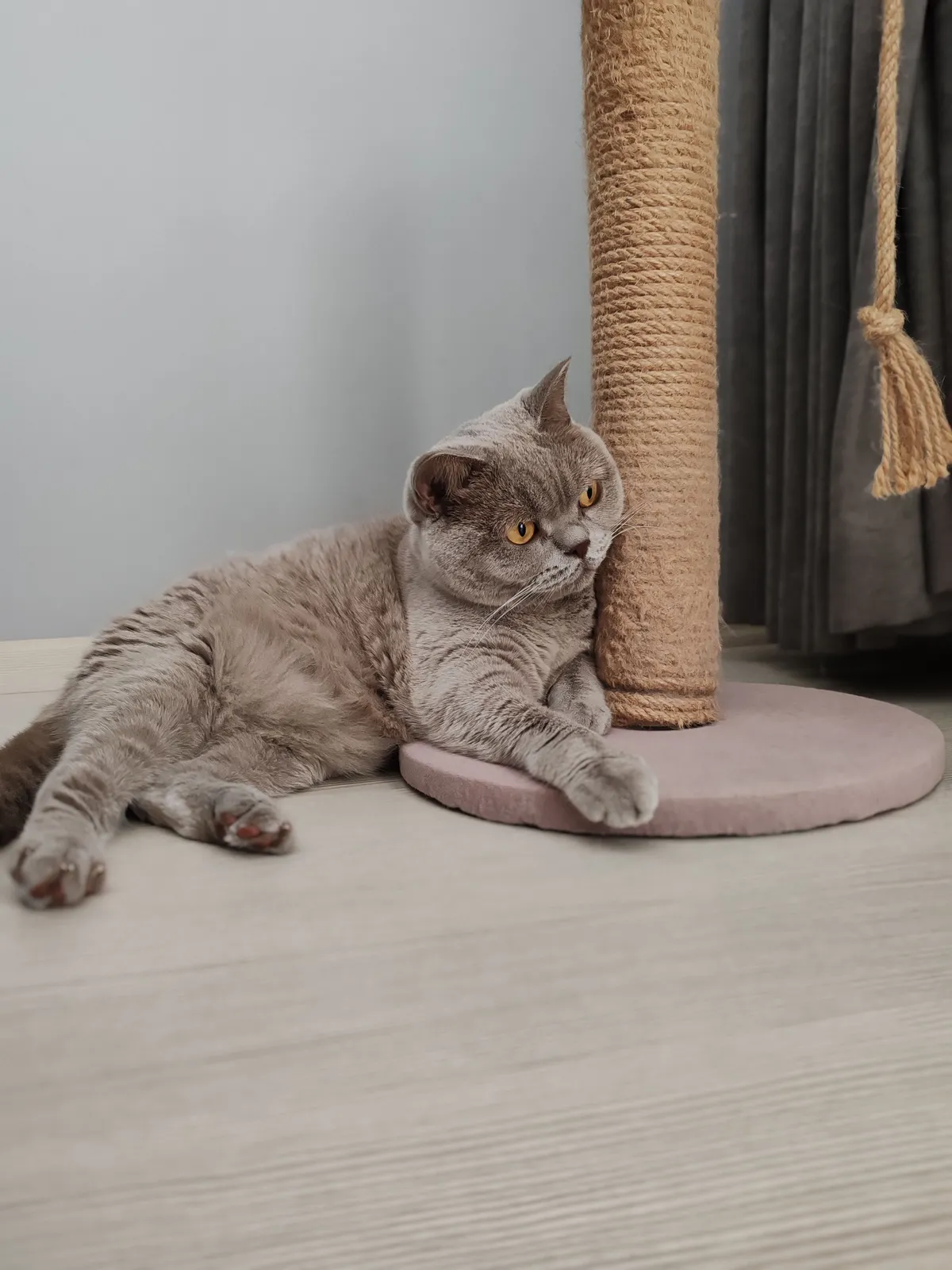 A grey cat resting on the platform of a scratching post