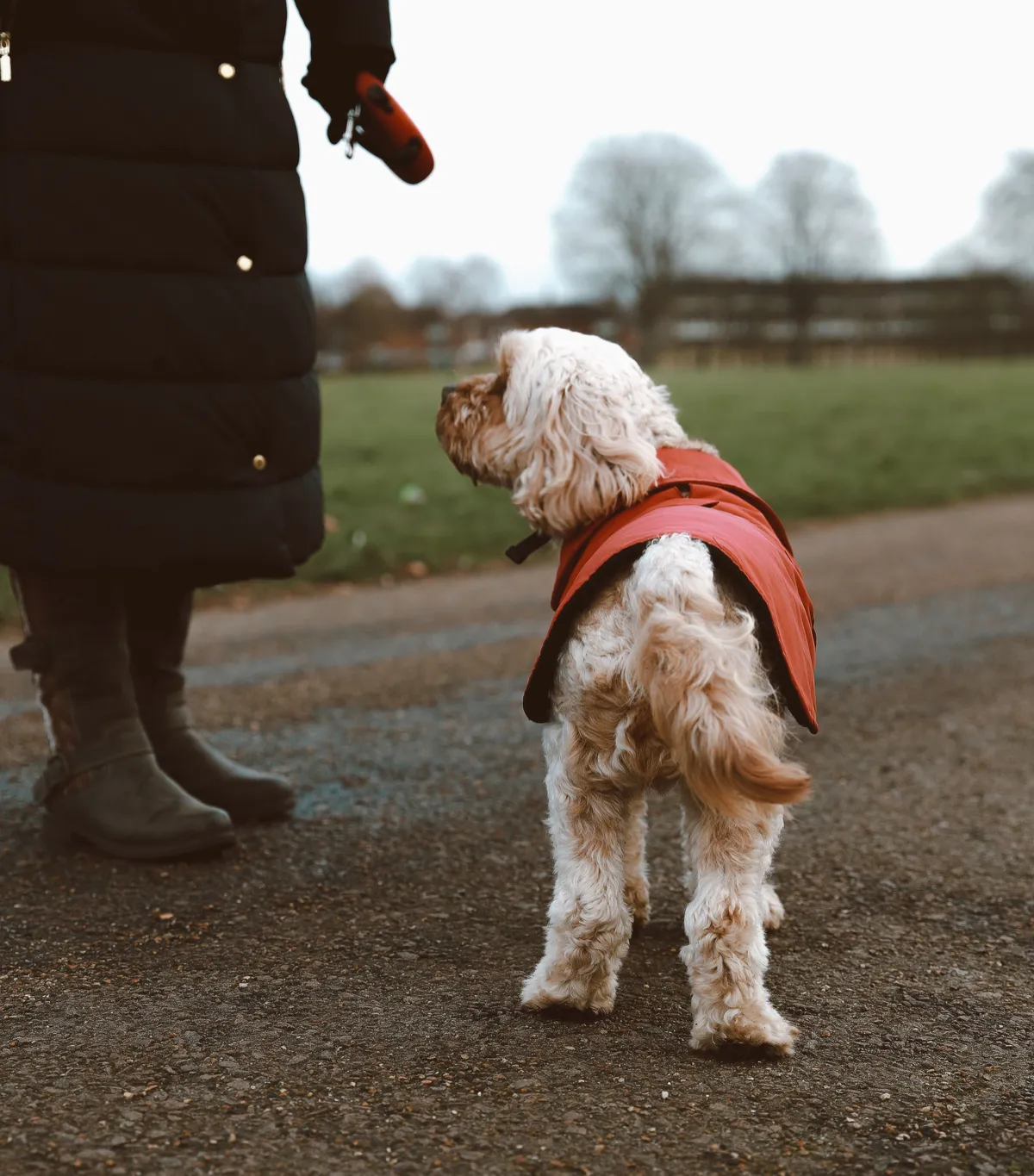 A dog wearing a red coat on a winter walk with an owner