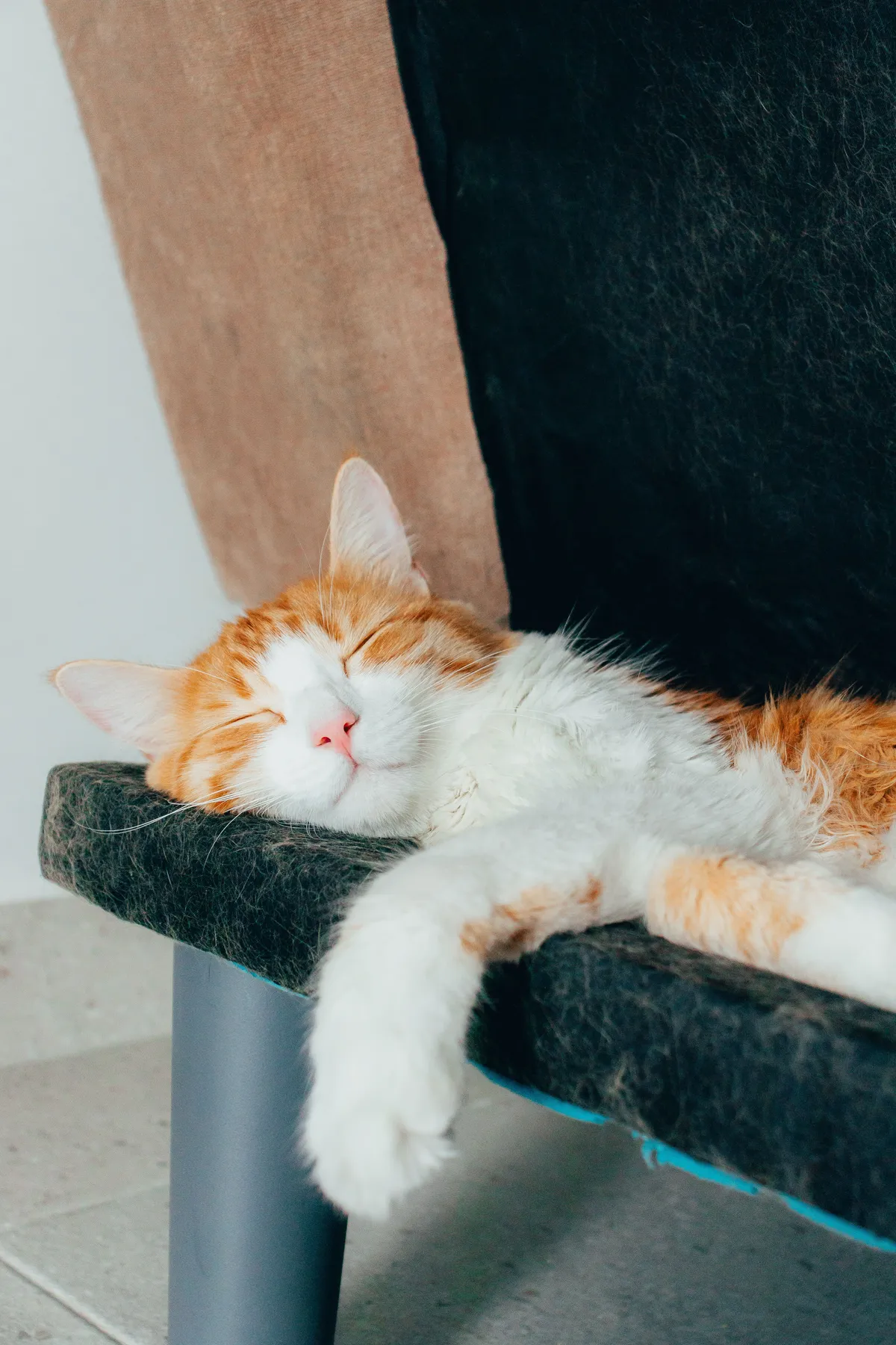 An orange and white cat sleeping in a pet bed