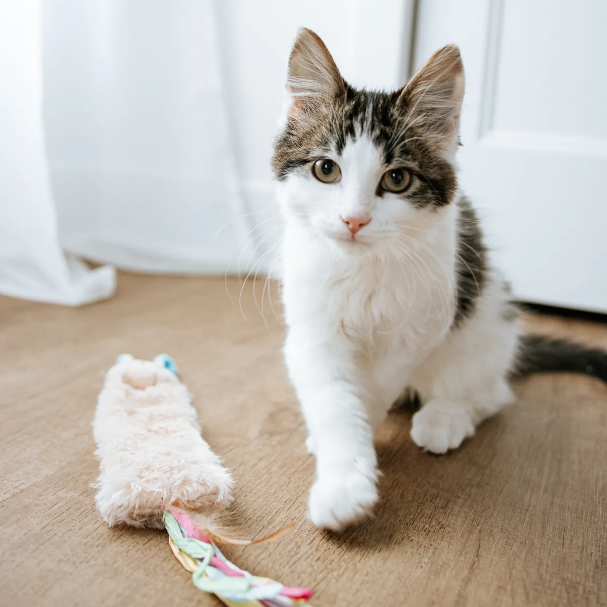 A fluffy kitten playing indoors with a soft toy