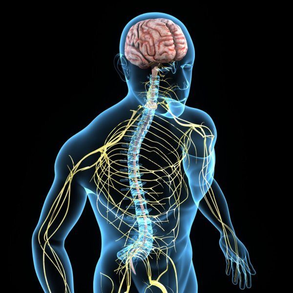 A graphic representing the autonomic nervous system