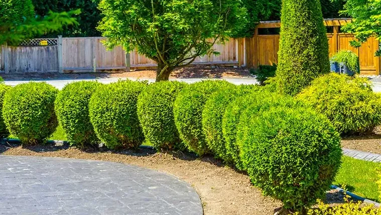 Pine straw in