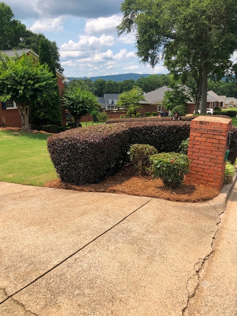 Trim bushes in