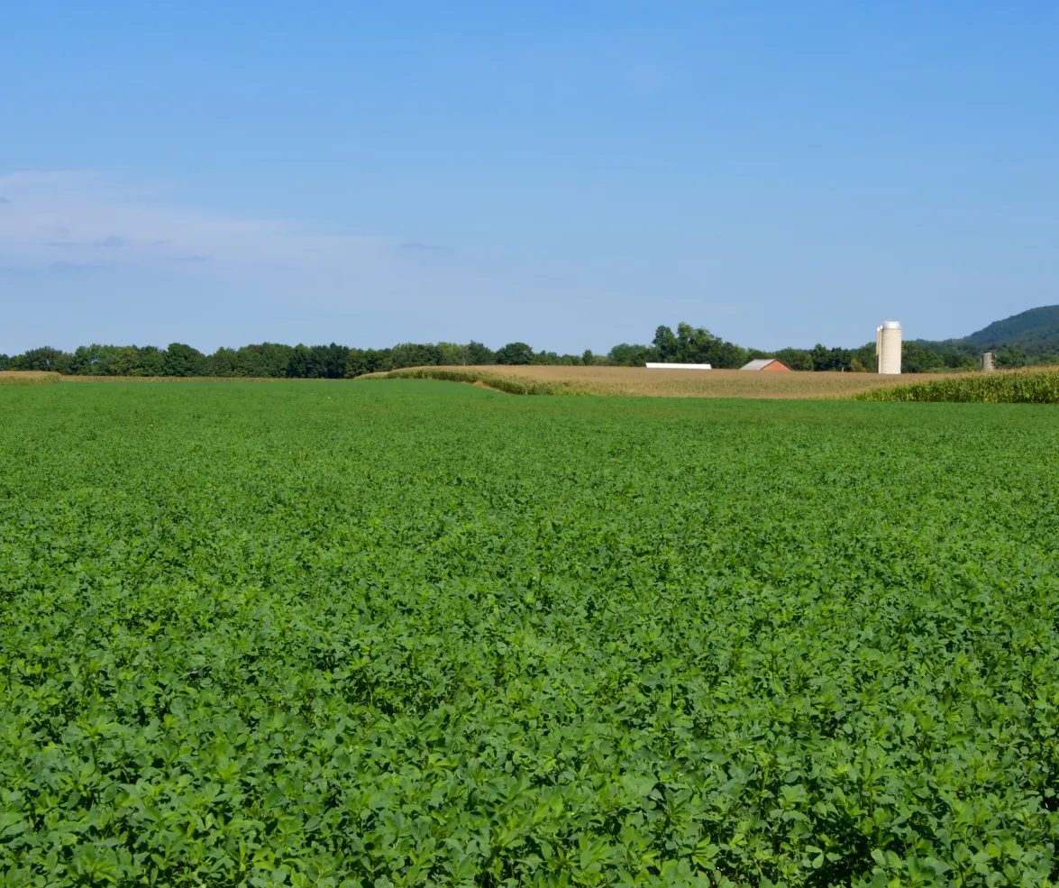 Crop Fertility Alfalfa