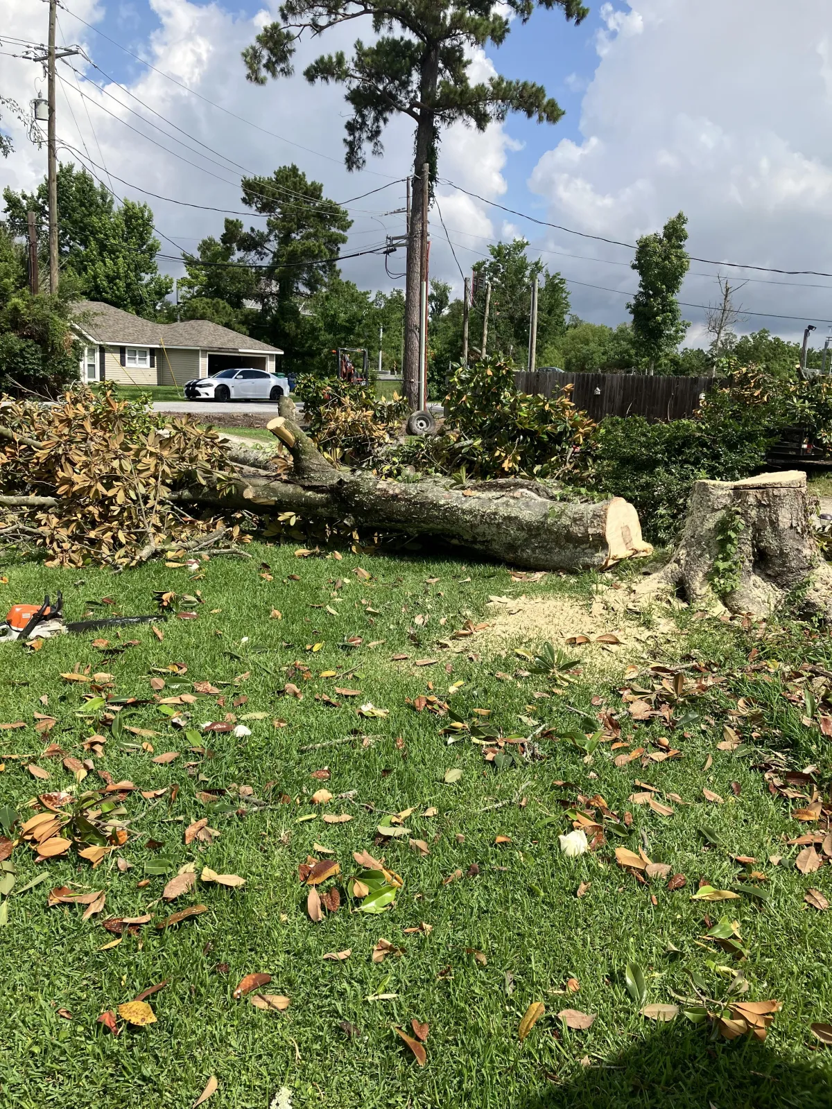 Tree Trimming