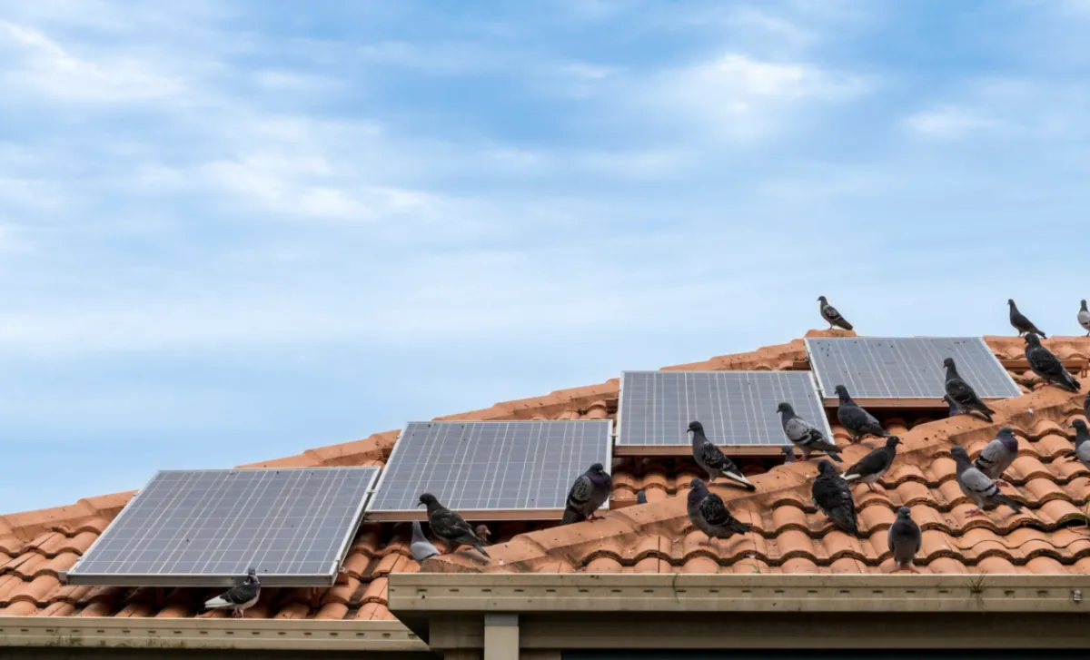 Property Maintenance Ellenbrook