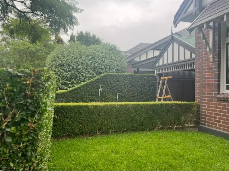 Hedging Services Sydney – Residential Hedge Trimming
