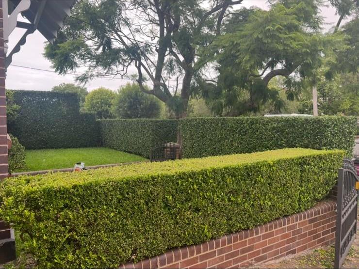 Hedging Services Sydney – Eastern Suburbs Hedge Care