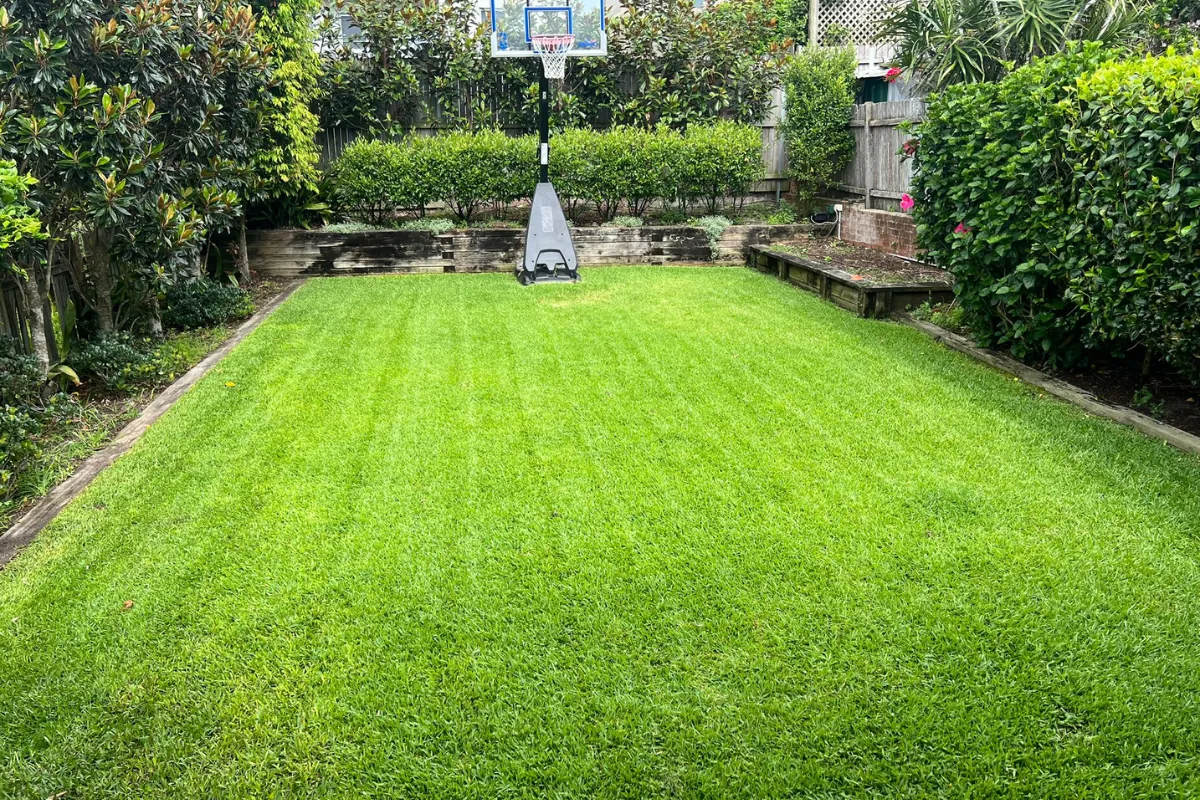 Perfectly squared and leveled boundary hedge providing privacy for a residential backyard.
