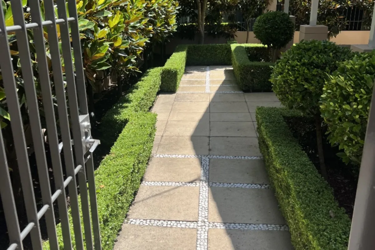 Precise hedge trimming and garden maintenance showing clean lines.