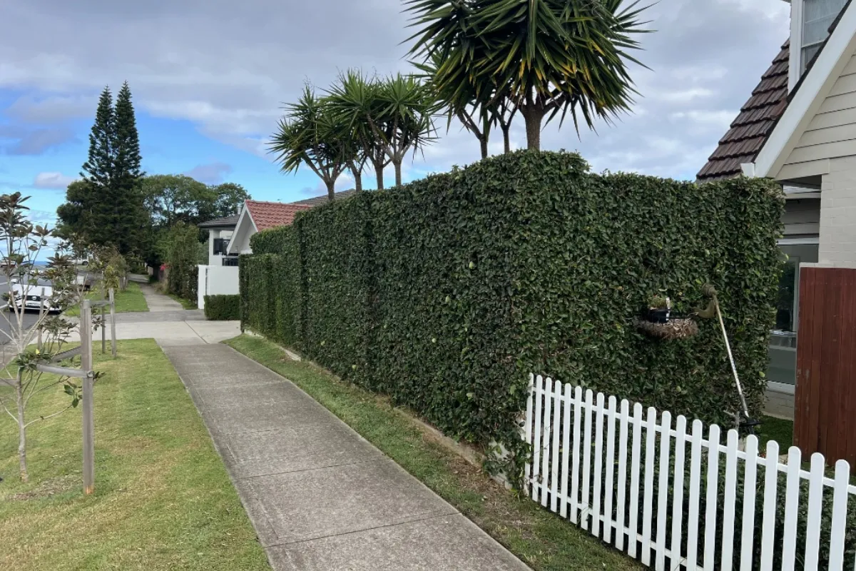 Professional hedge trimming and artistic shaping of ornamental garden shrubs for a luxury residential property in the Eastern Suburbs
