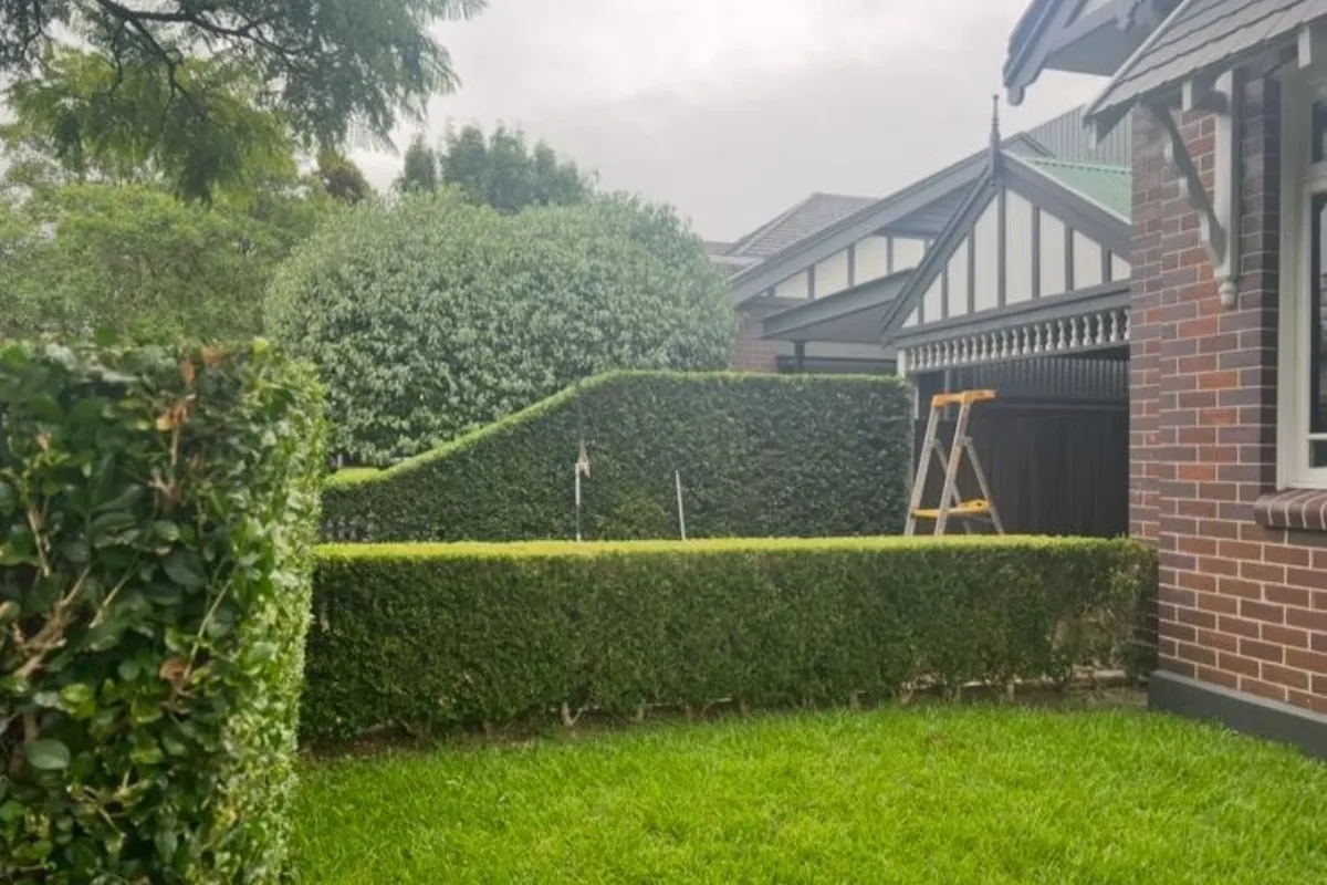 Professional hedge trimming and side-shaping of a tall boundary hedge for a residential property