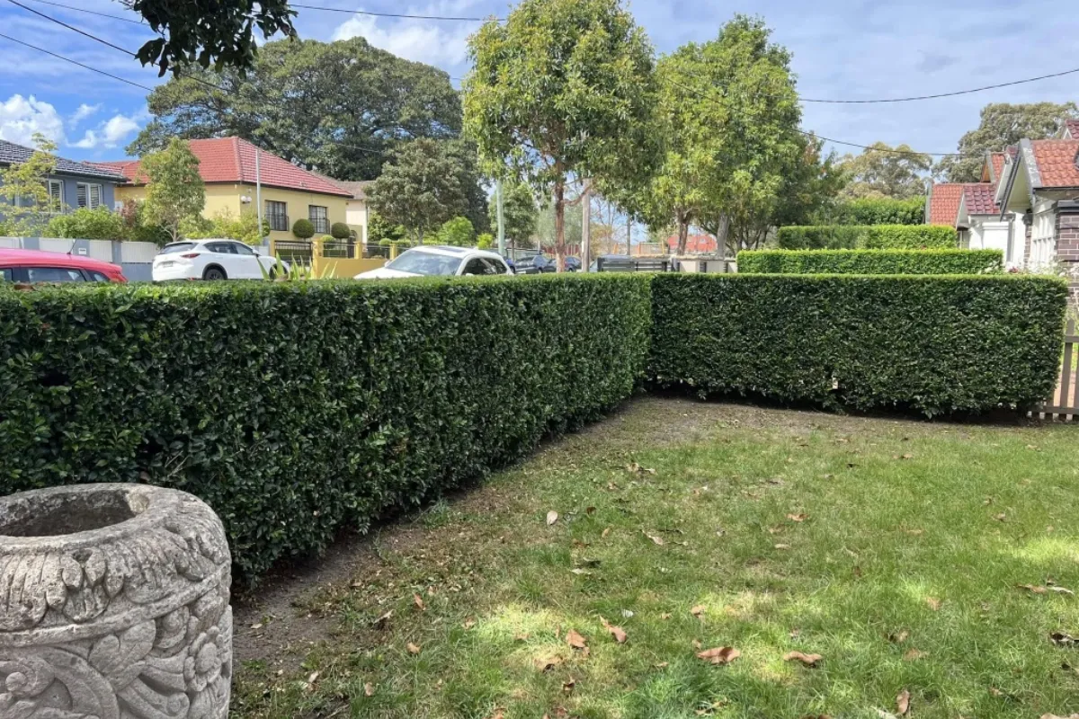 Perfectly straight and shaped box hedge along a residential property line