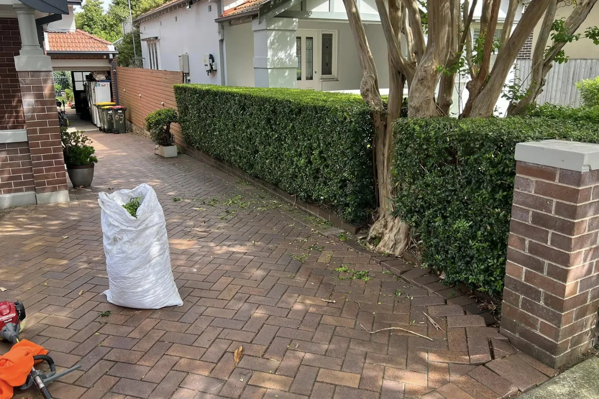 Neatly trimmed hedge along a brick driveway with a white garden waste bag and scattered clippings on the ground in front of a residential home.