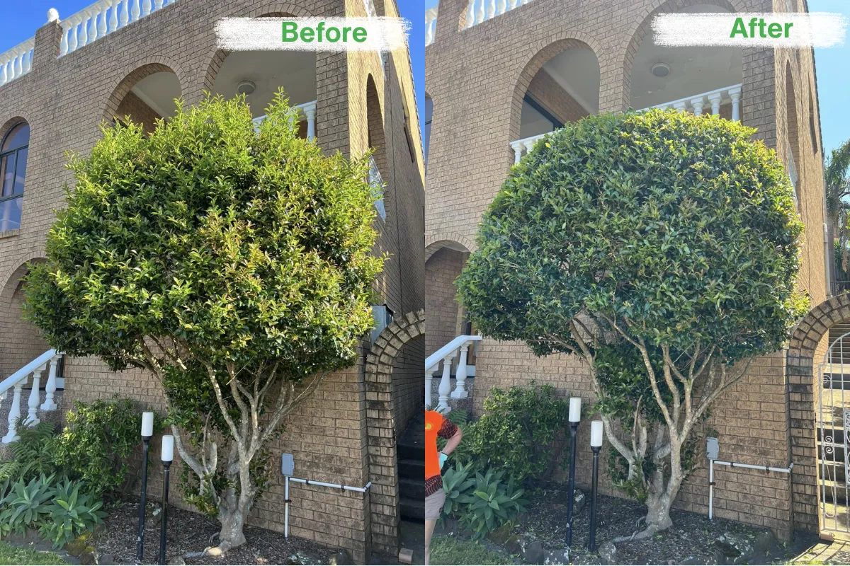 Before and after of professional hedge trimming and shaping of a large ornamental tree.