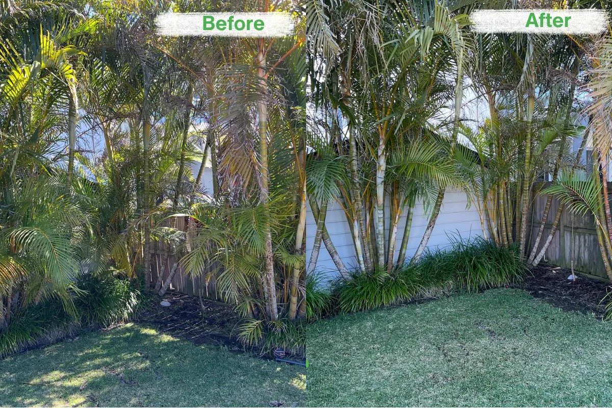 Before and after garden cleanup with trimmed palm trees, cleared undergrowth, and refreshed lawn in a residential backyard