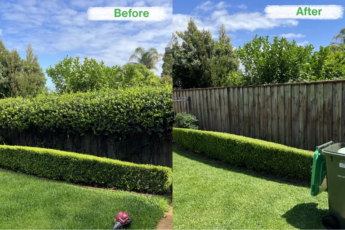 Before and after hedge trimming and lawn maintenance showing neatly shaped hedges and freshly cut grass in a backyard