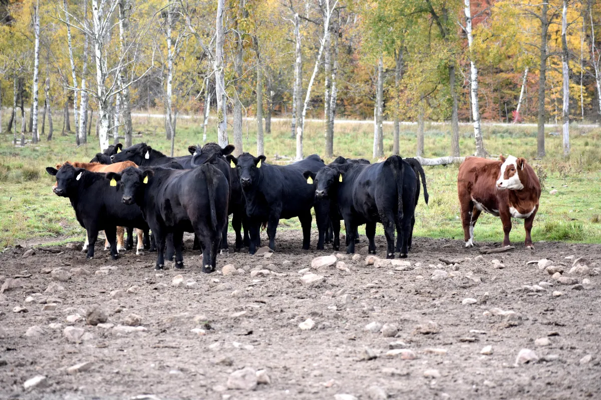 Pasture-raised beef