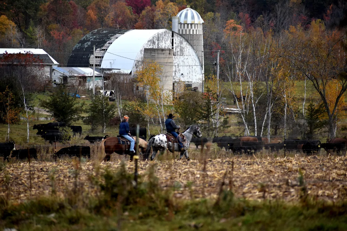 Beef for sale in Wisconsin