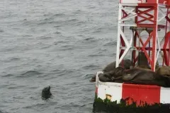 Paradiso Yacht Burials at Sea