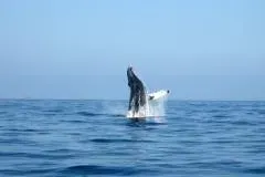 Whale Watching