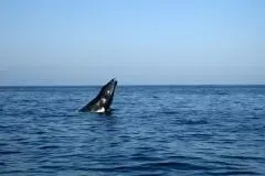 Whale Watching